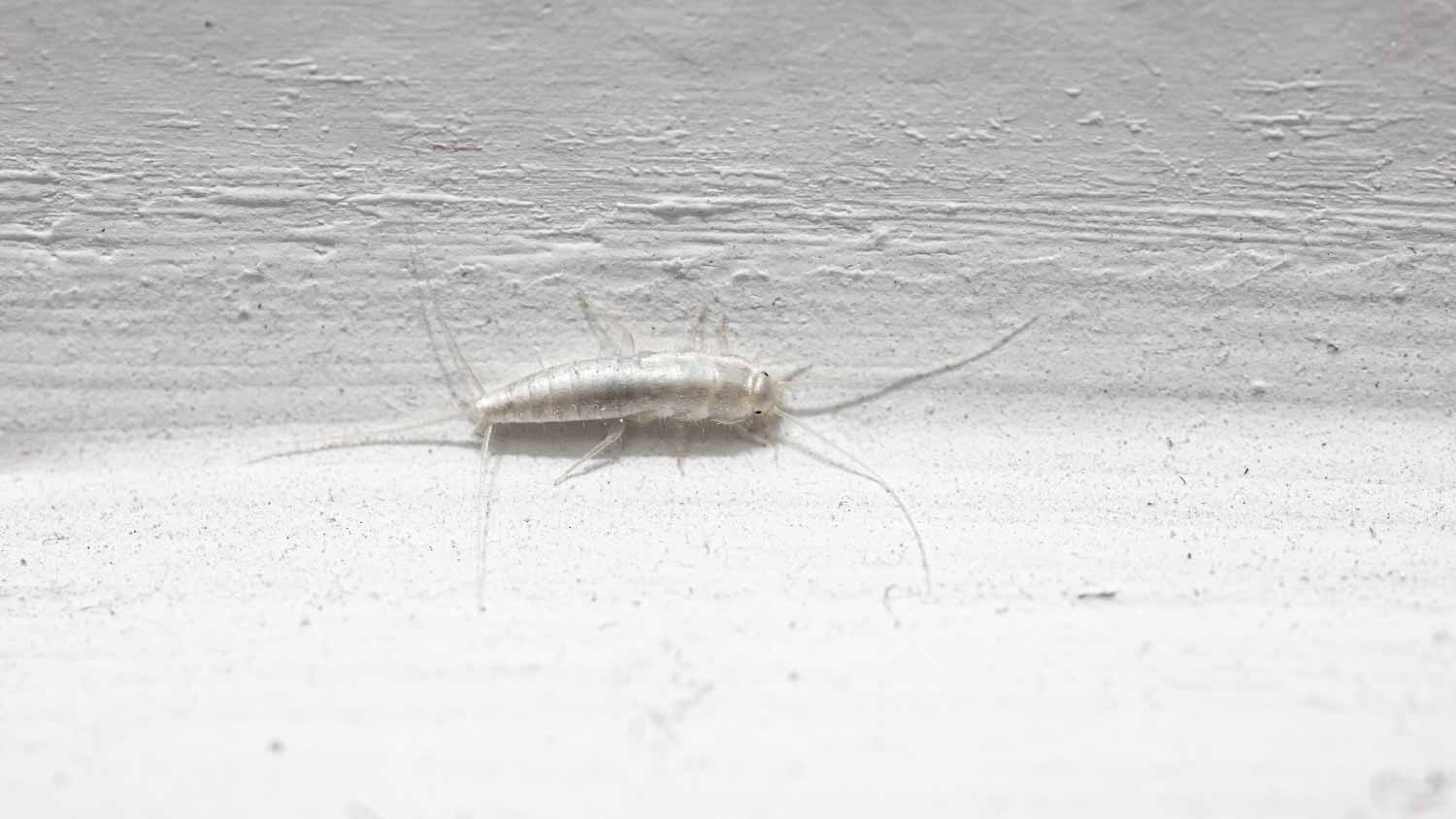 Silverfish on white wall