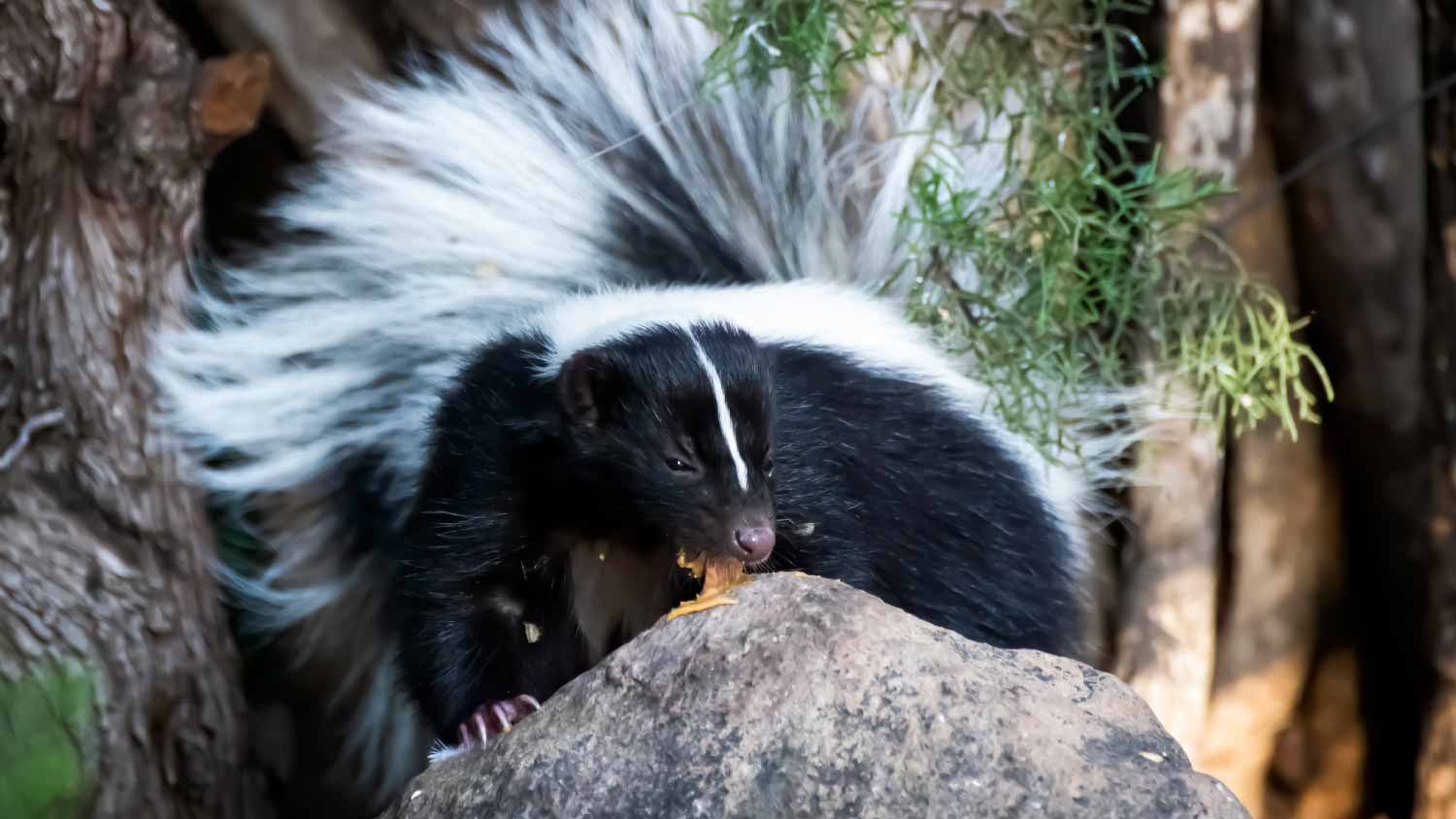 Skunk licking peanut butter