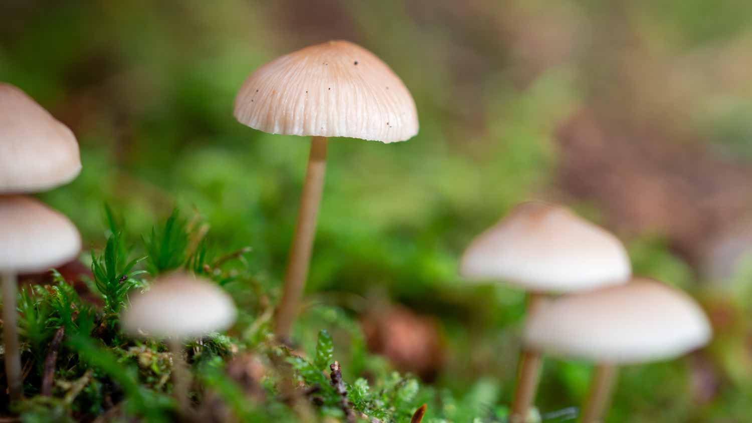 Small Haymaker Mushroom