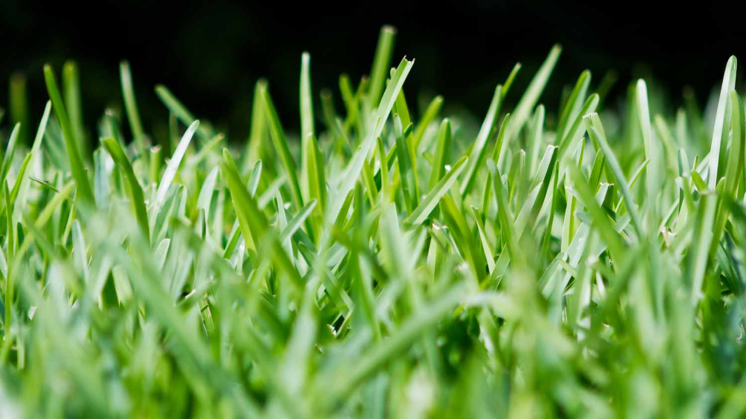 St. Augustine grass background