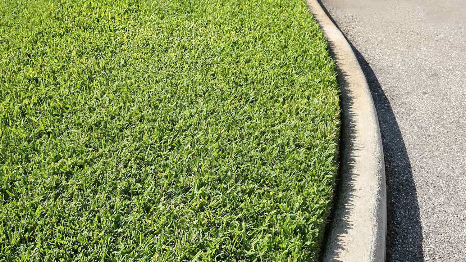 Freshly cut, thick and healthy St. Augustine grass growing