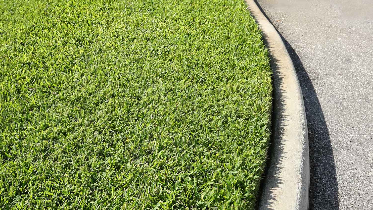 Freshly cut, thick and healthy St. Augustine grass growing 