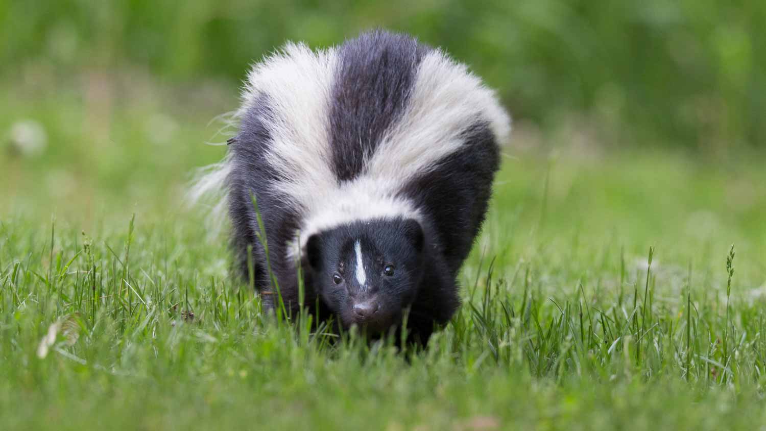 Striped skunk in garden