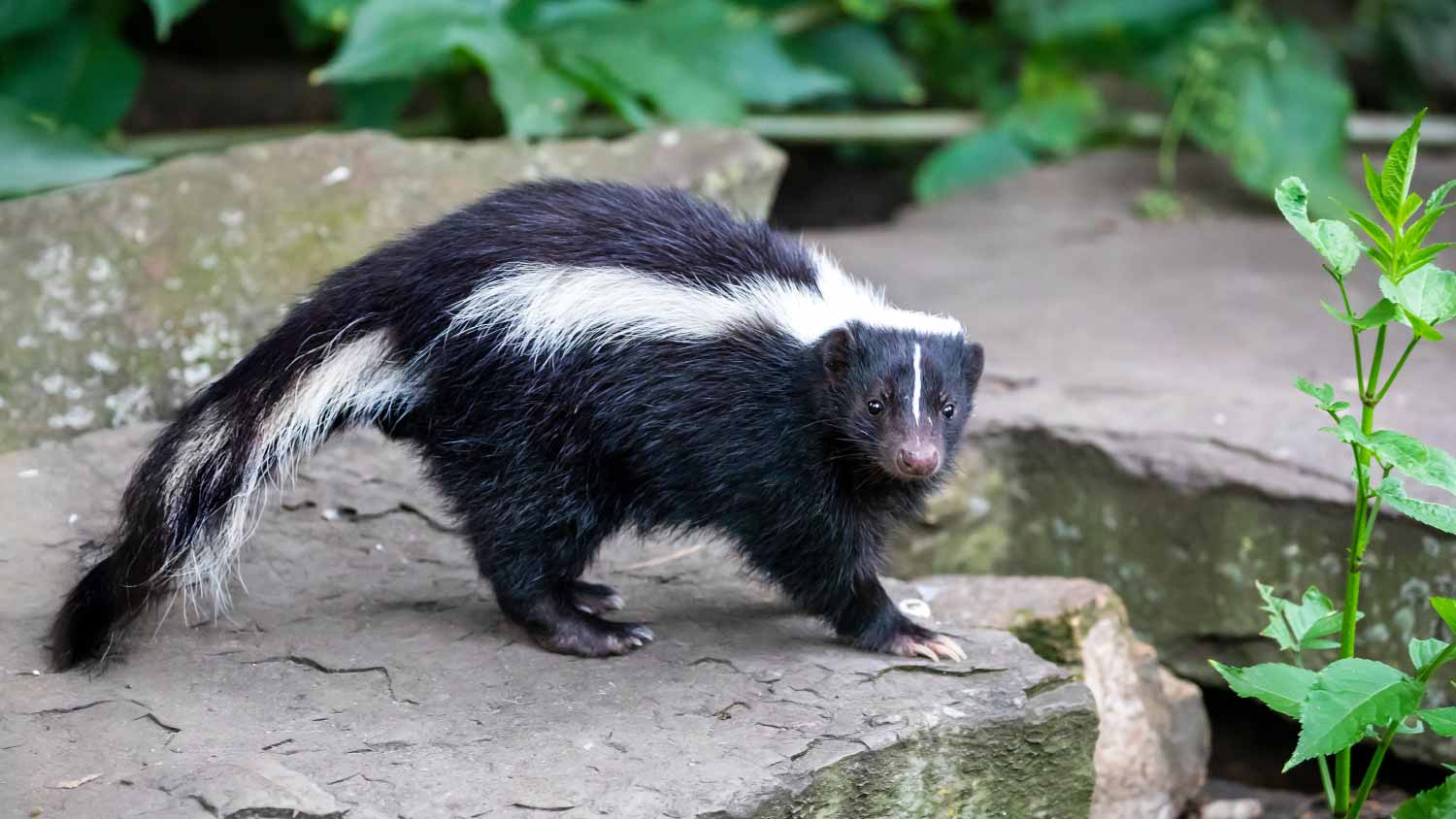 Striped skunk in nature