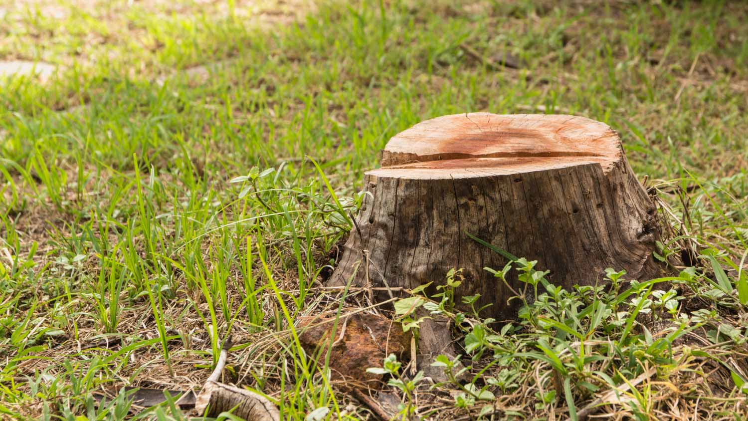 Stump on green grass in the garden