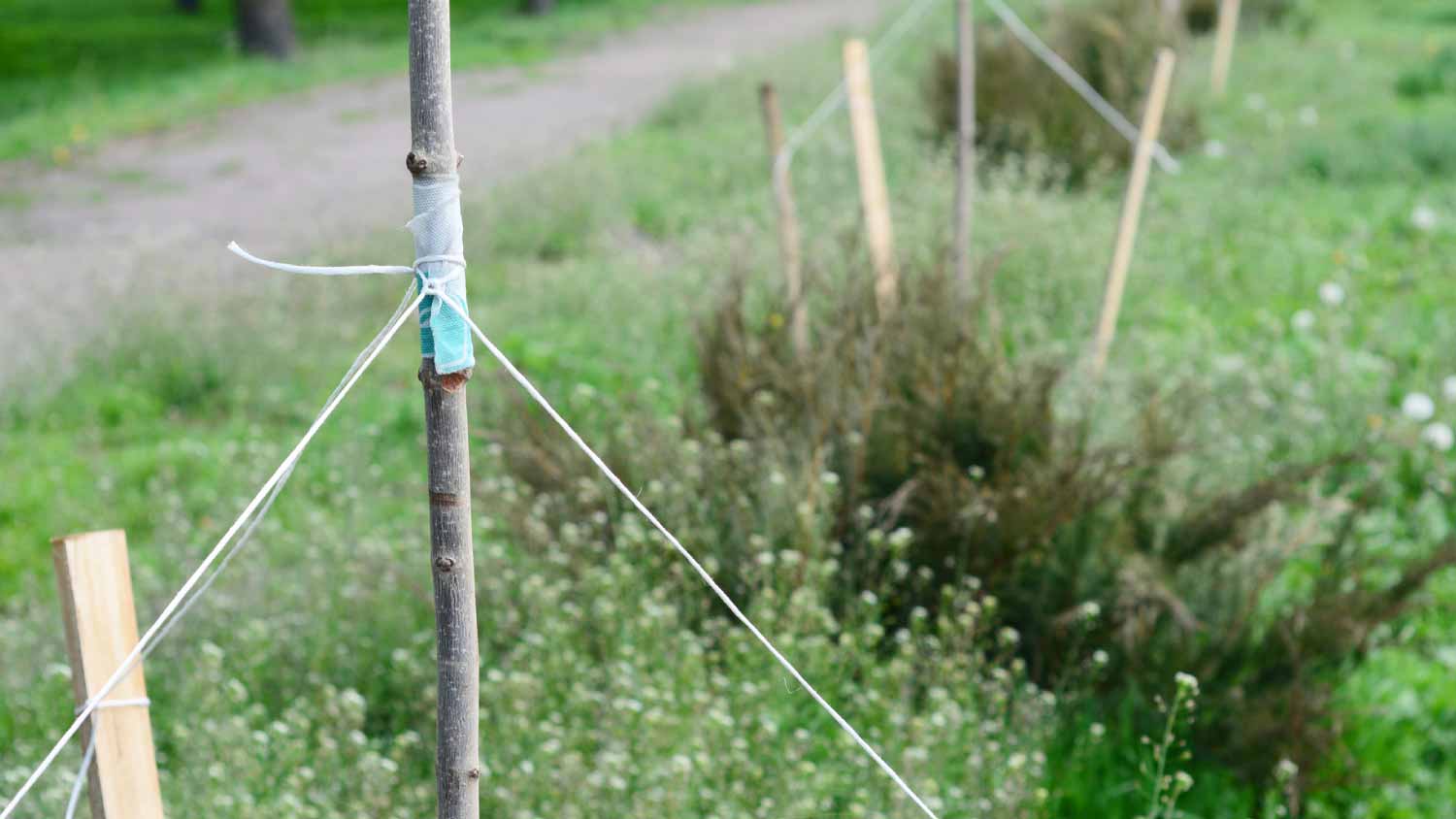 Supporting trees with wooden stakes