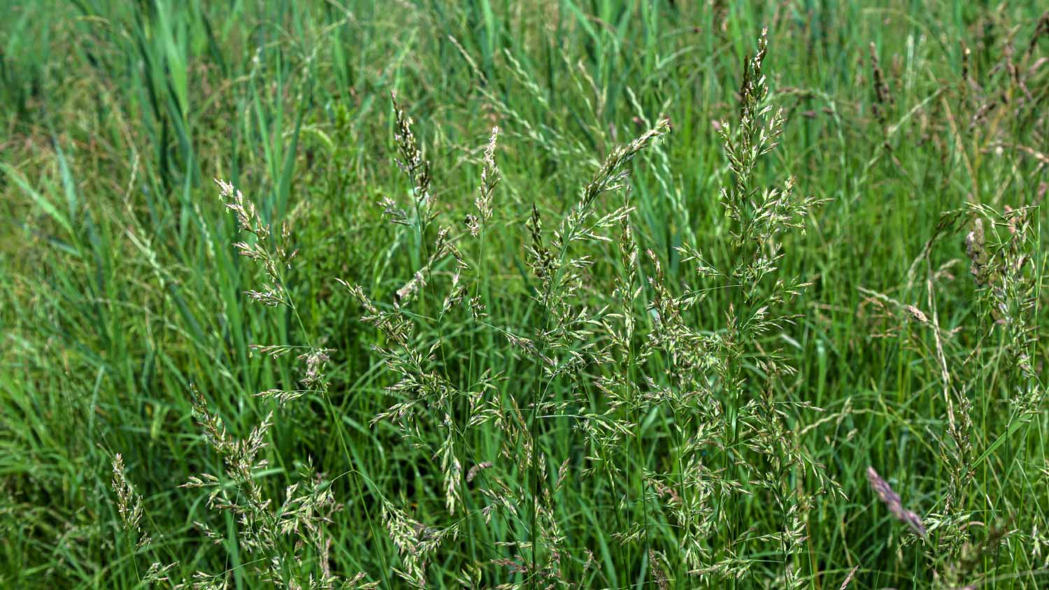 Tall fescue with spikelets 