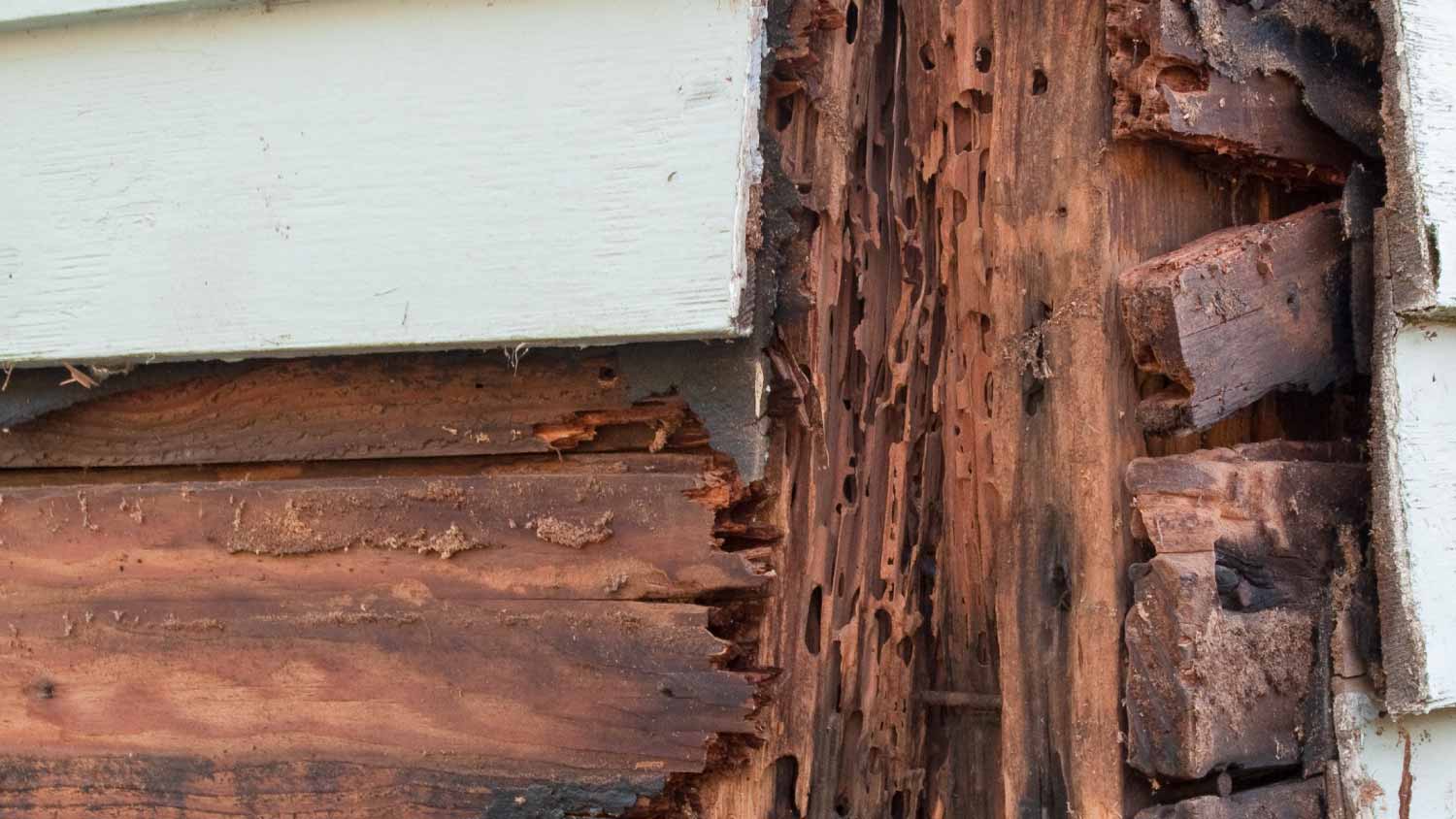 Termite and rot damage on siding 