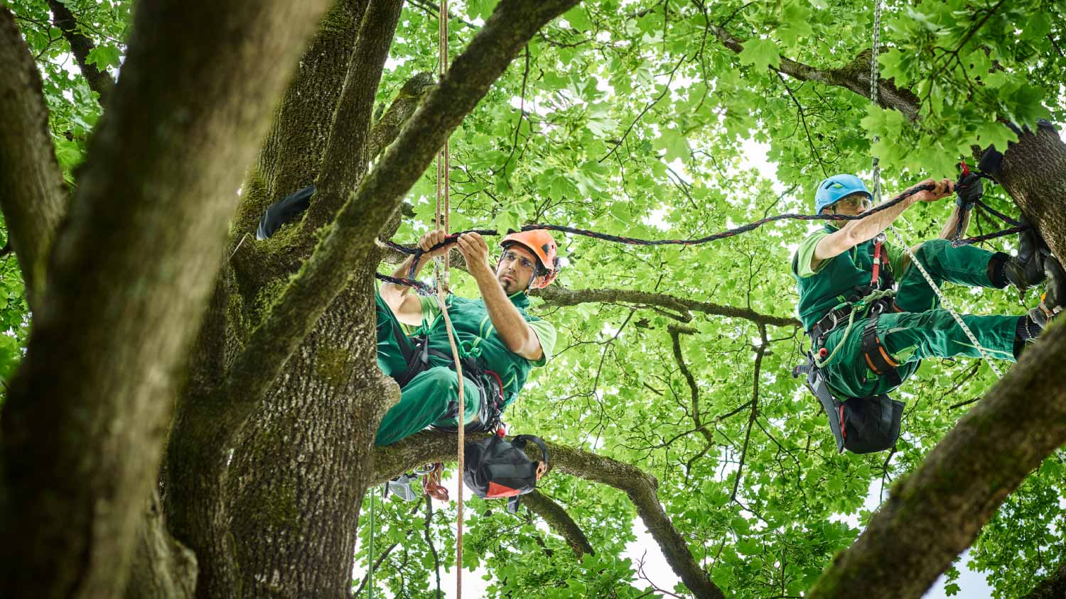 Tree cutters hanging on ropes in tree