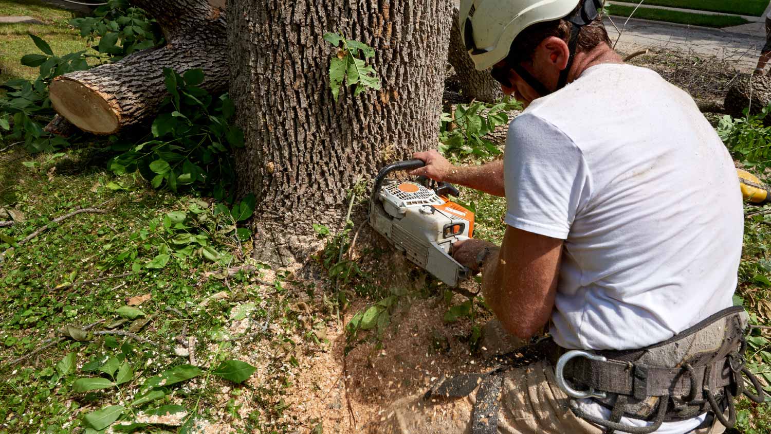 Tree removal specialist