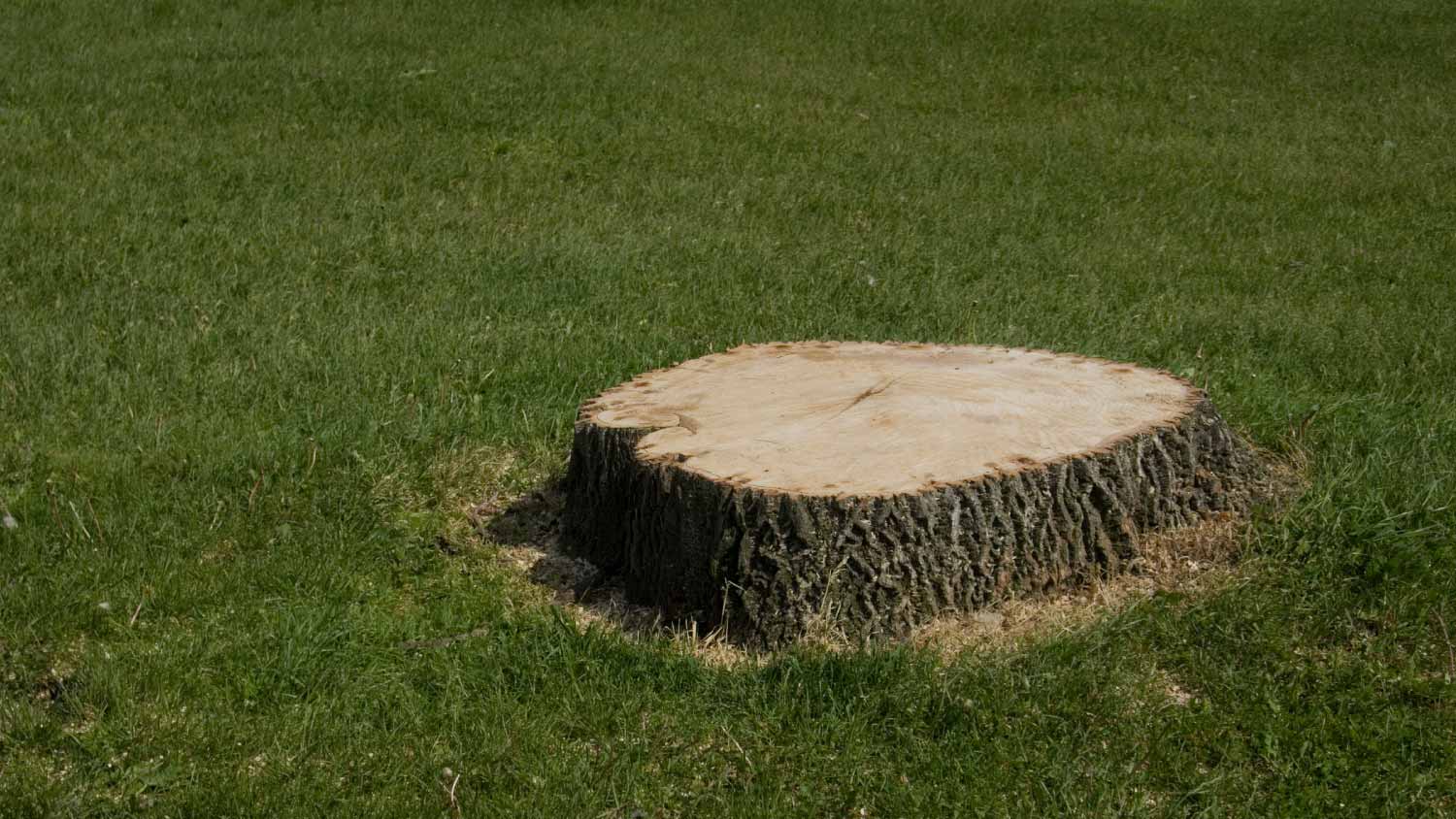 Tree stump in grass