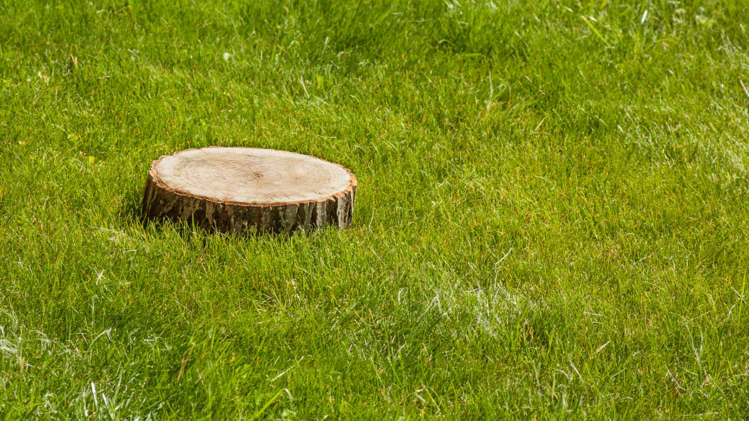 Tree stump on grass