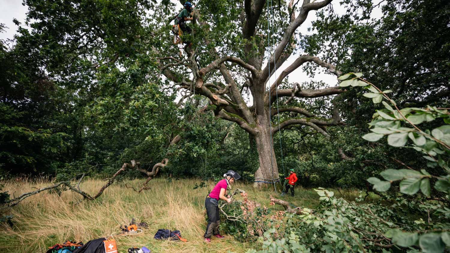 Tree surgeons working on large oak  