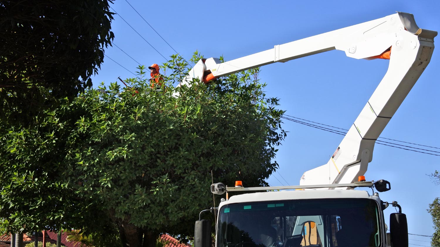 How Far Apart Should Trees and Power Lines Be?