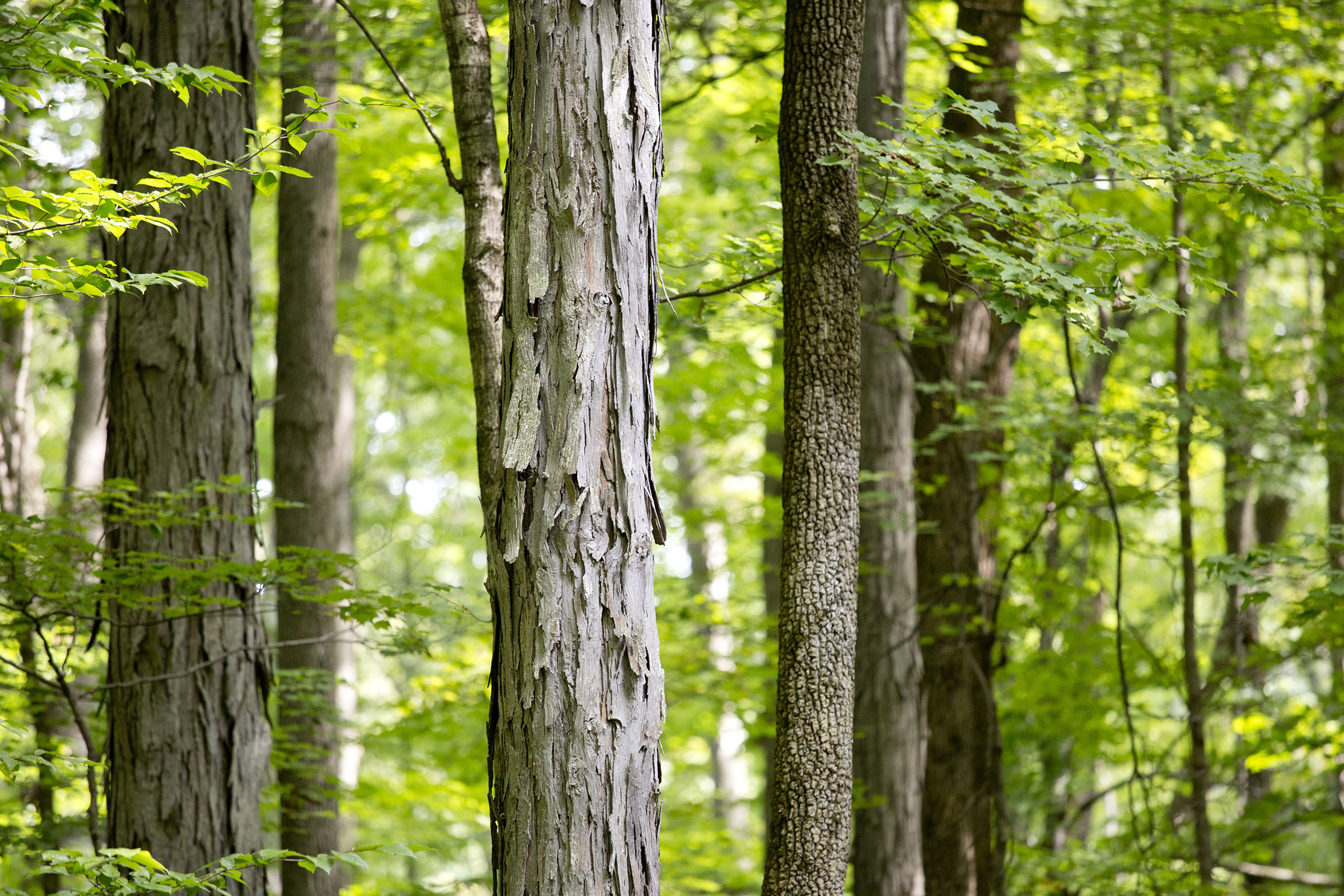 Why Is Fertilization Important for Trees?