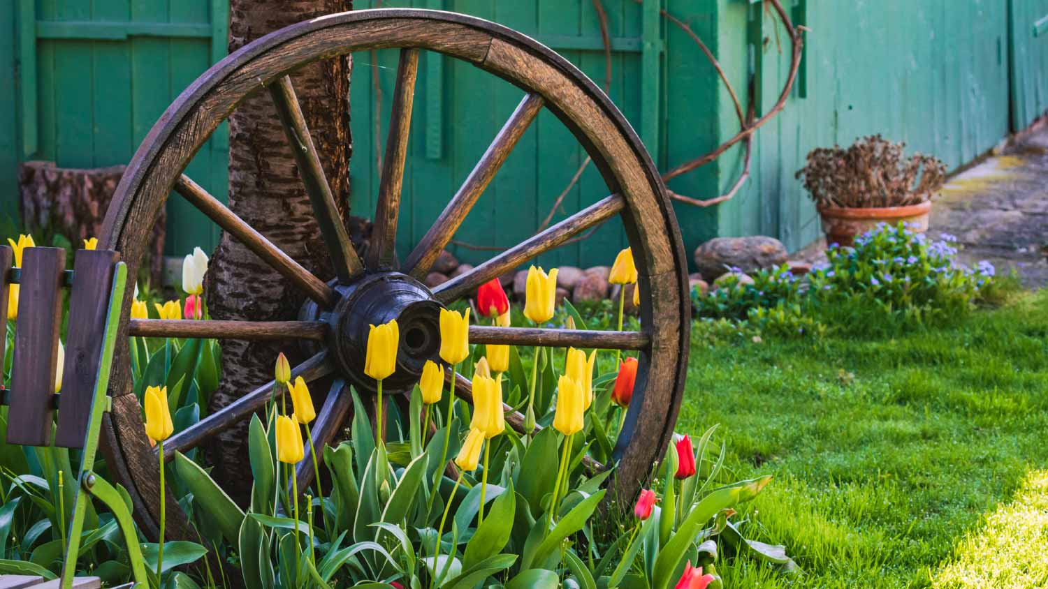 Tulips growing between wagon wheel