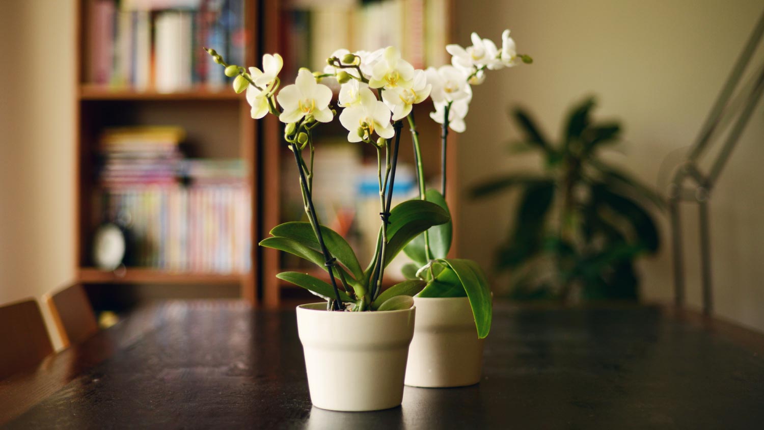 Two orchid plants on a wooden table