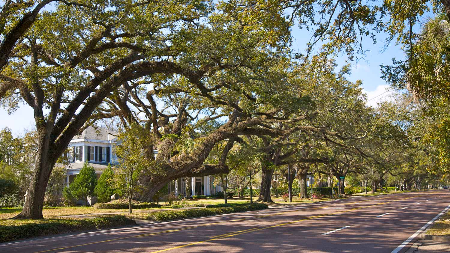 View of a nice street full of trees