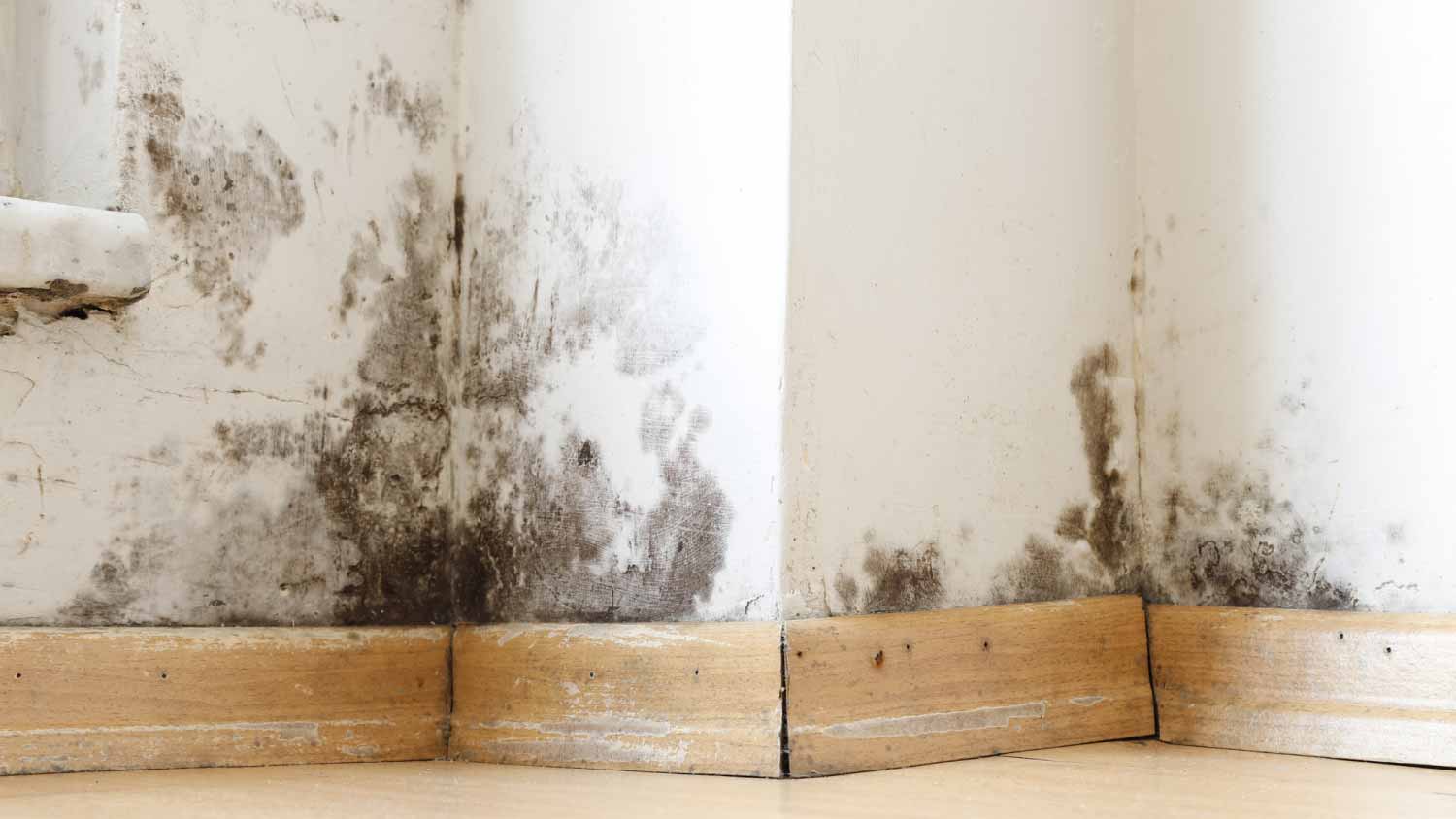 Wall damaged by black mold