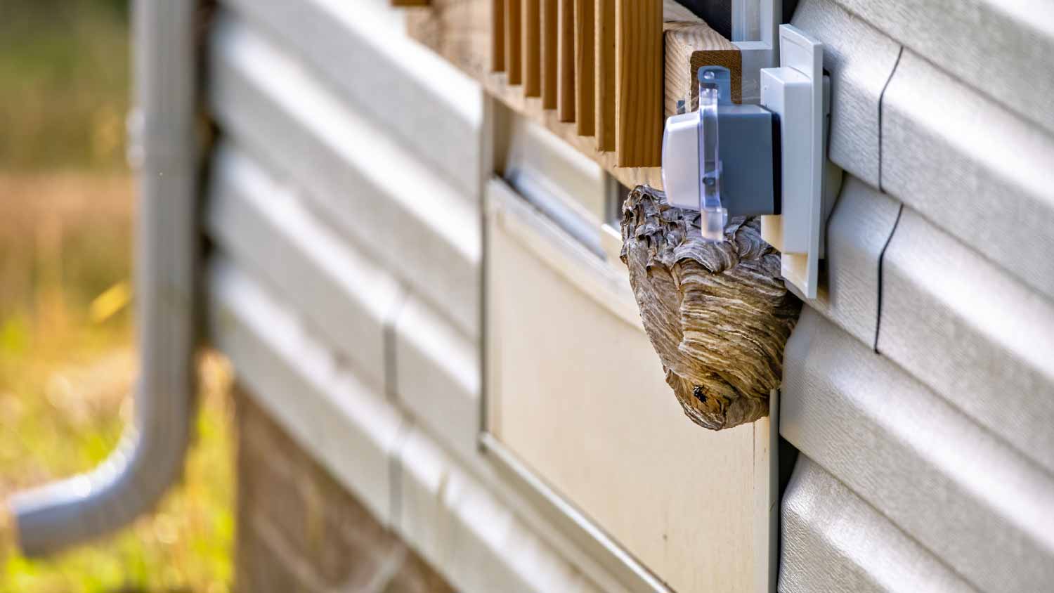 Wasp nest in residential