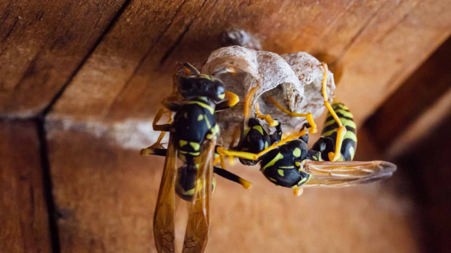 Wasps building a new home