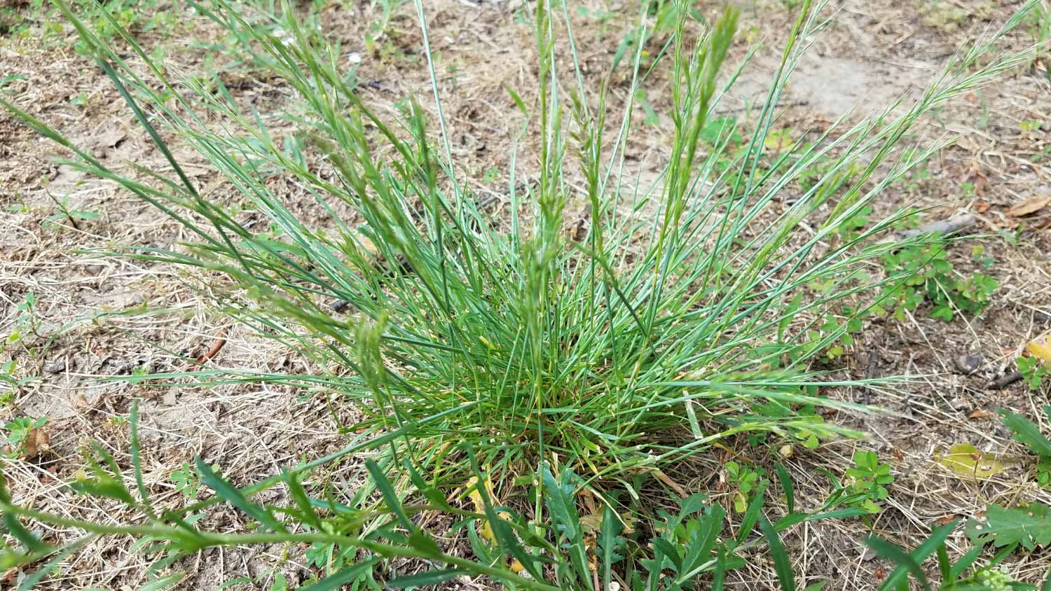 Weed on ground