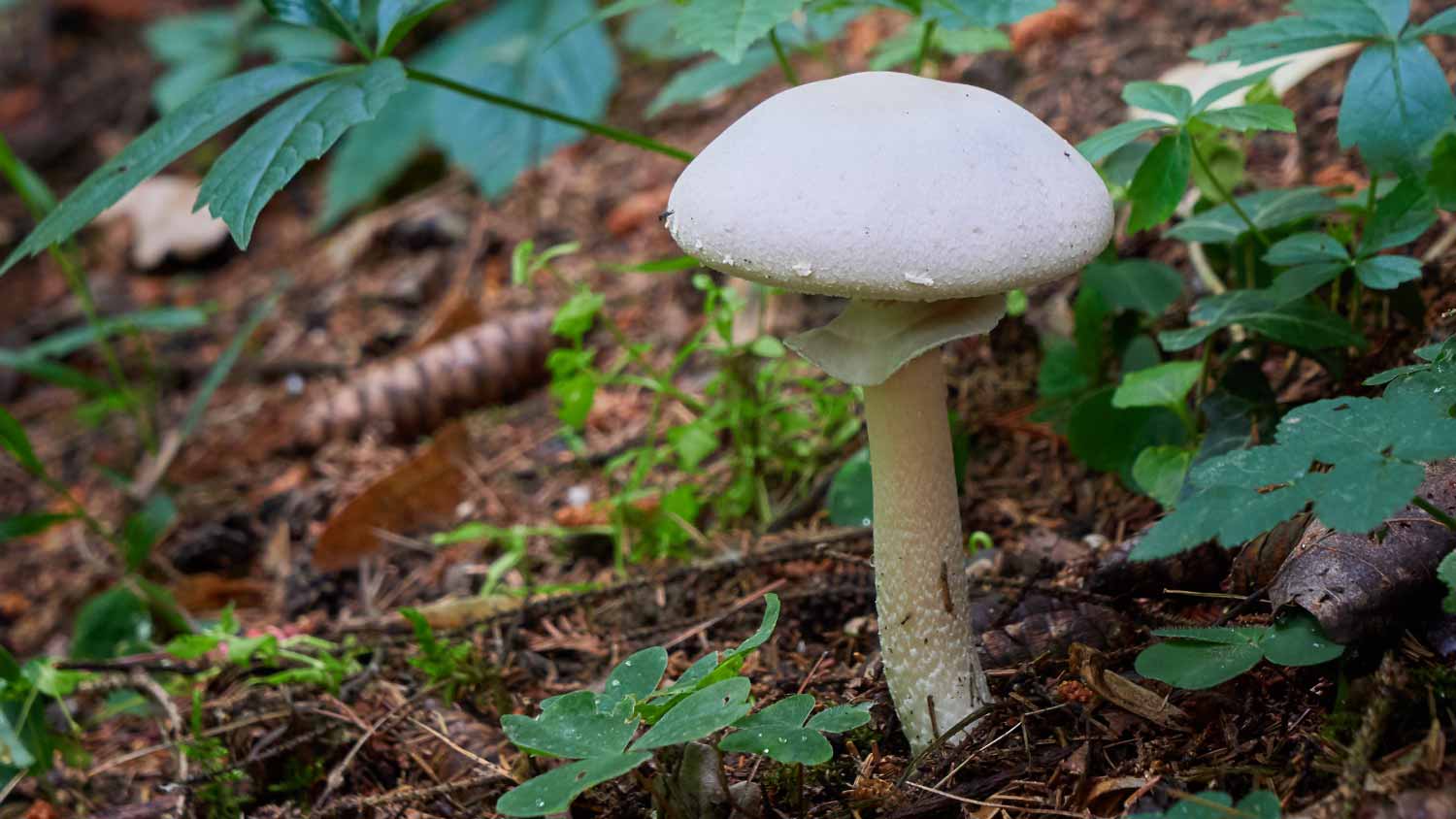 White Horse Mushroom