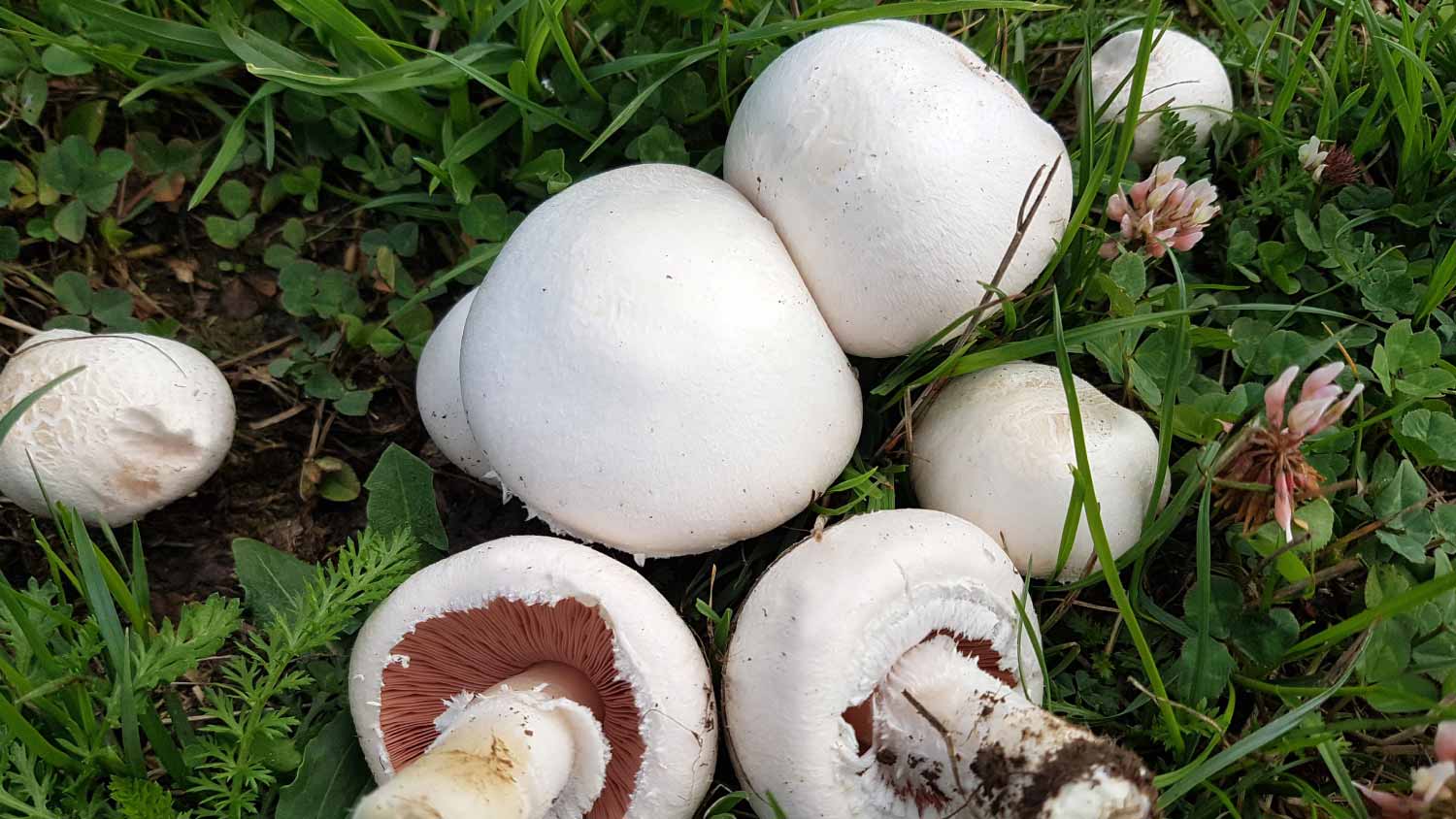 White Meadow Mushroom