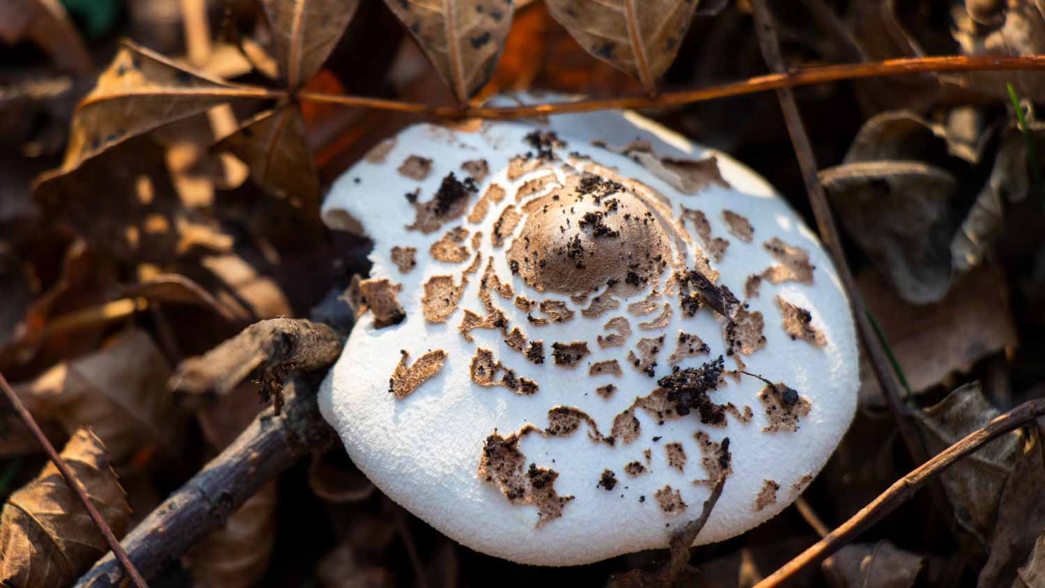 Natural Wood Standing Mushroom Large