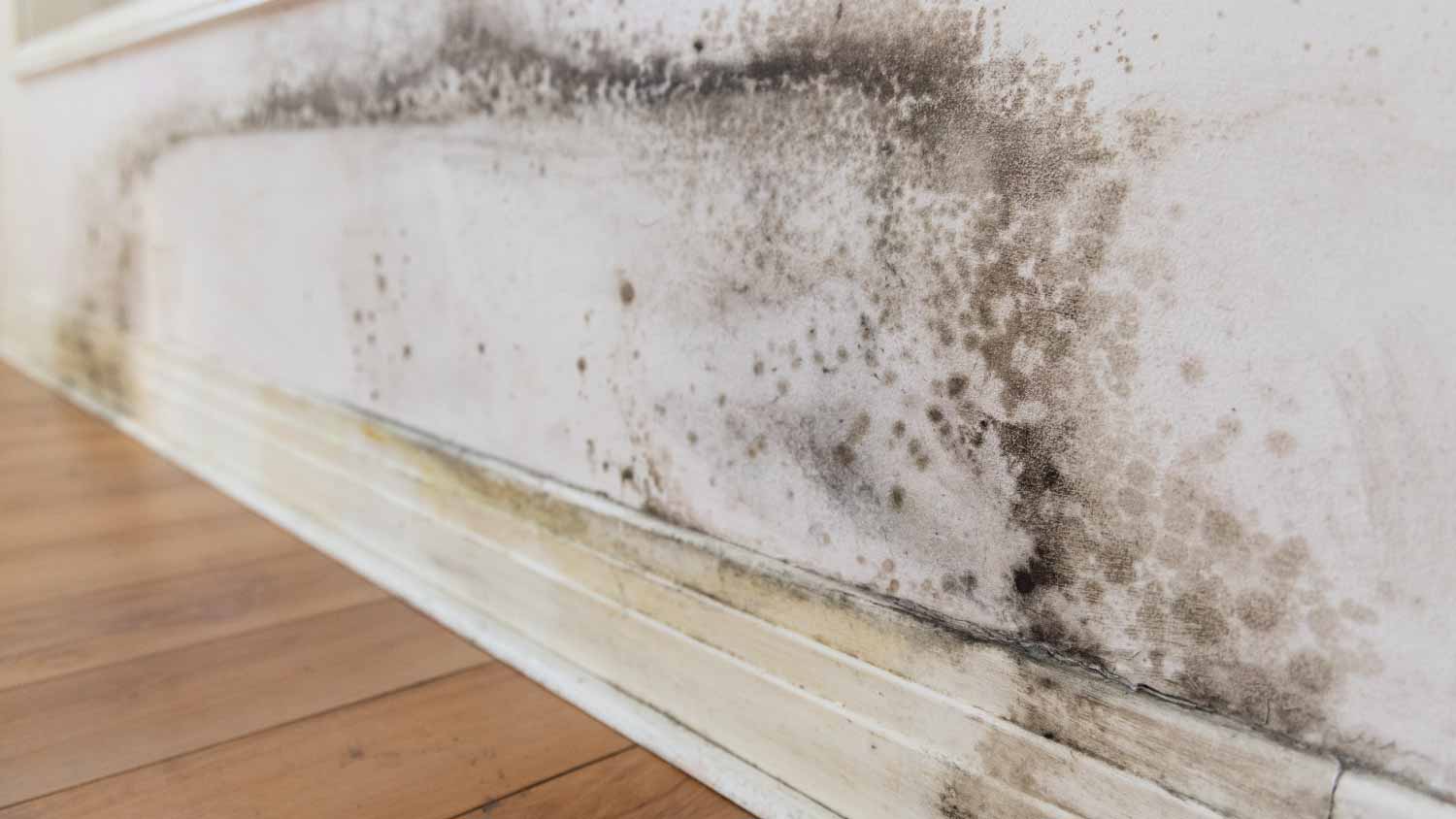 White wall with mold