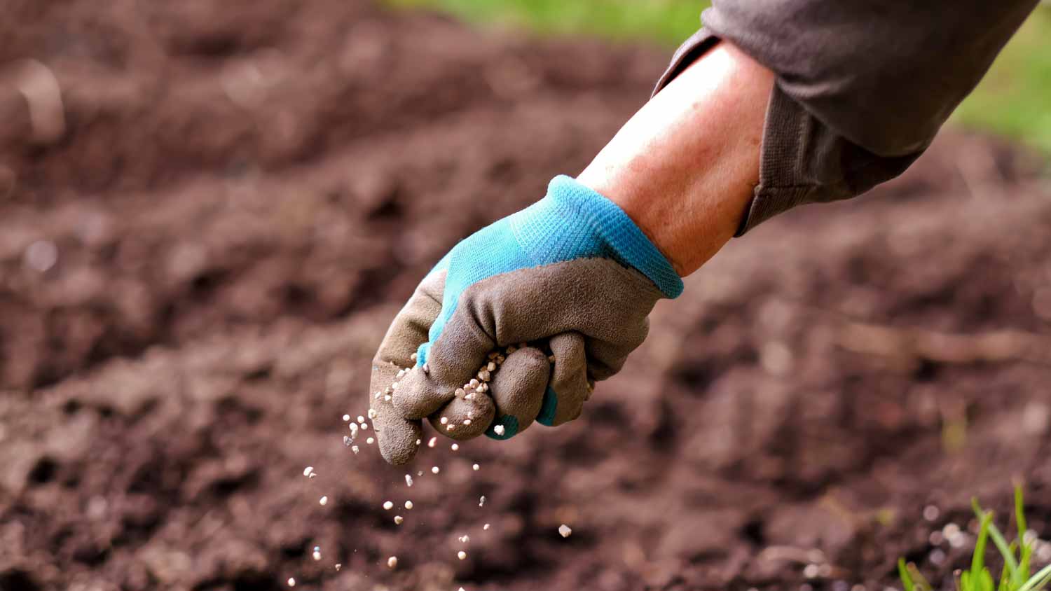 Woman applying fertilizer