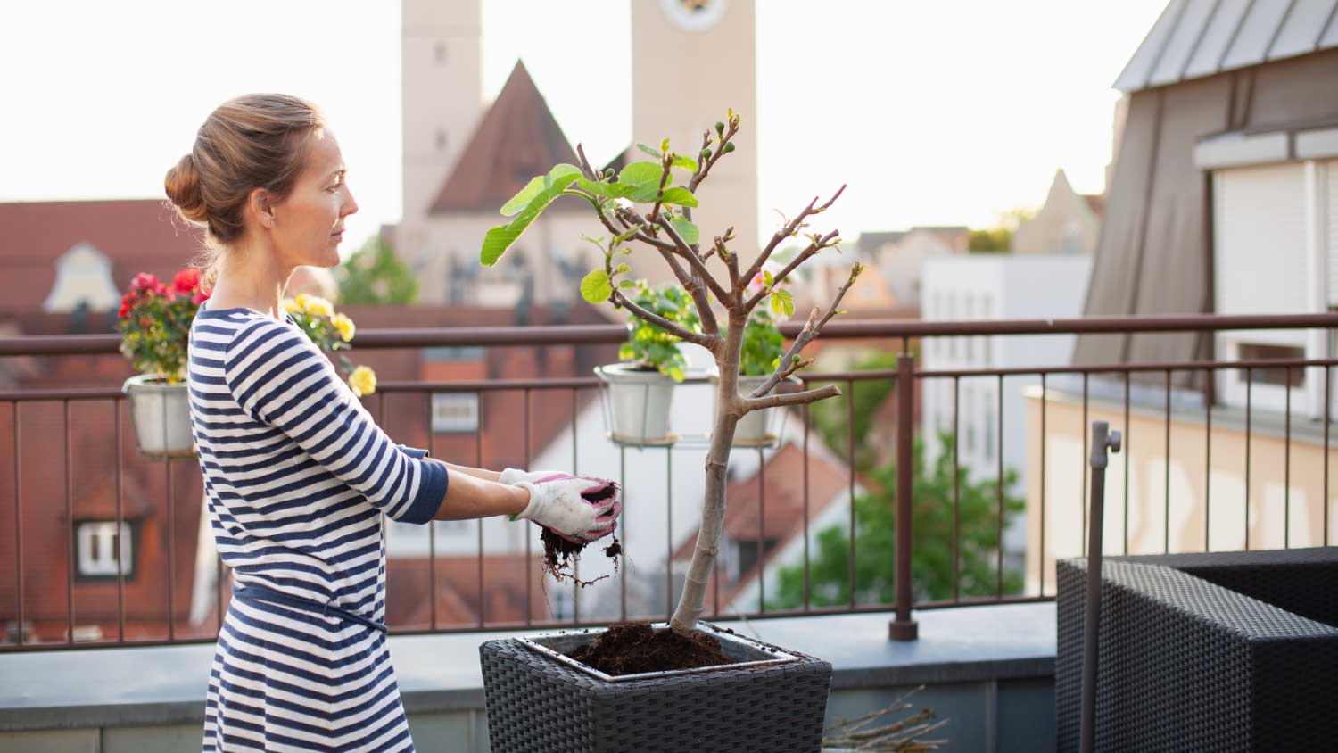 Woman potting young fig tree on terrace