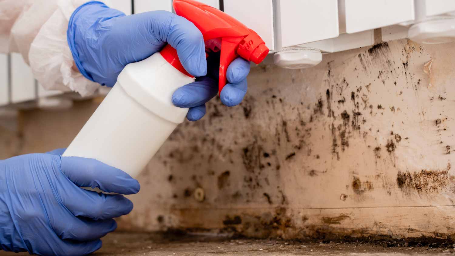 Worker removing mold from walls