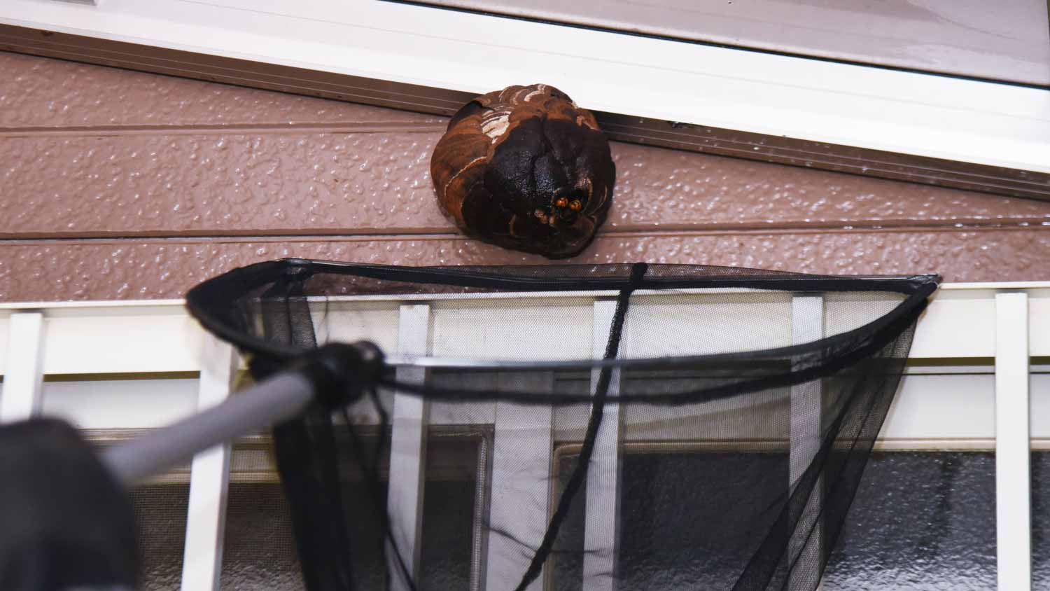 Worker removing nest of wasps