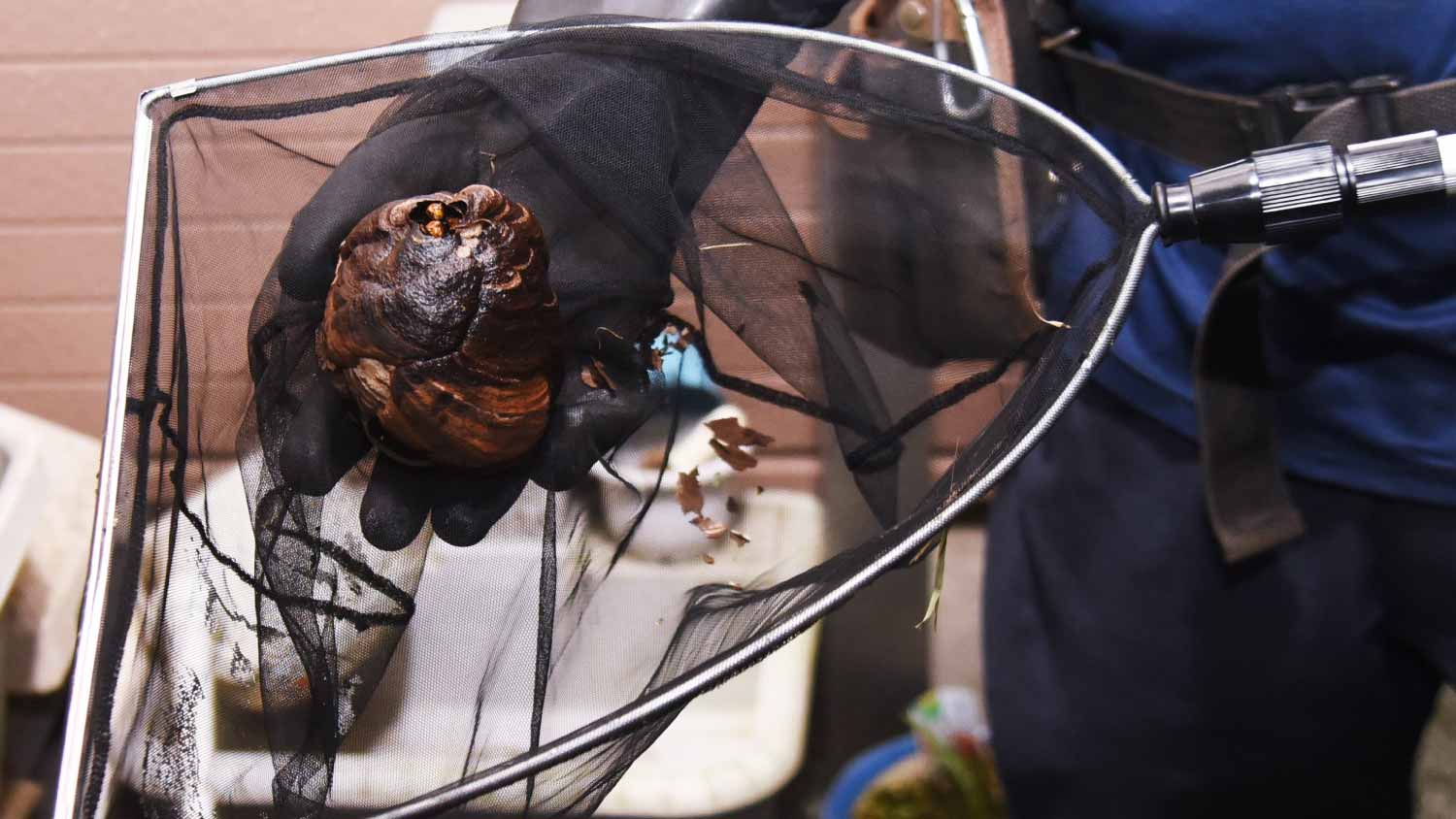 Worker removing wasp nest 