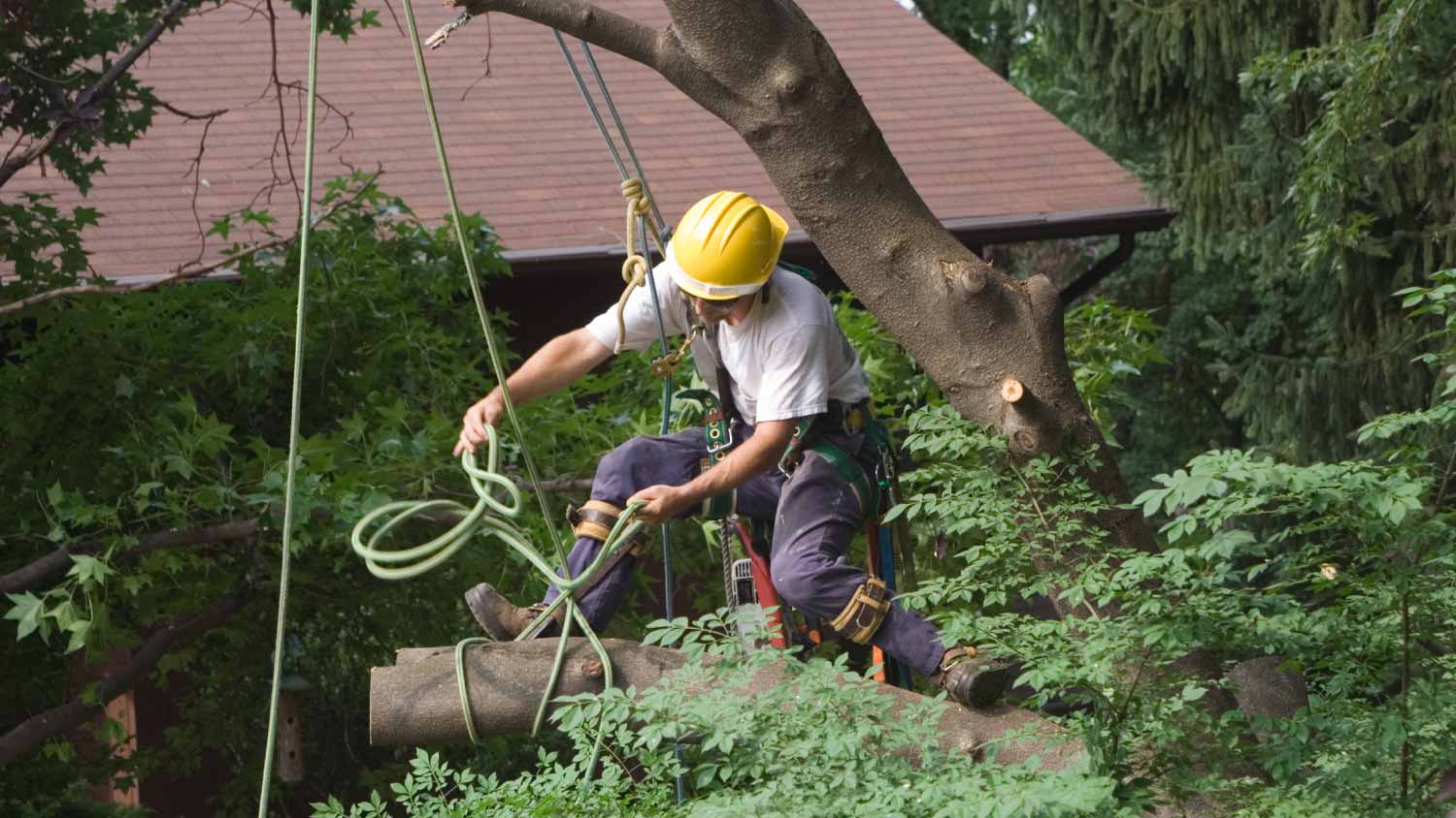 Worker taking down the tree