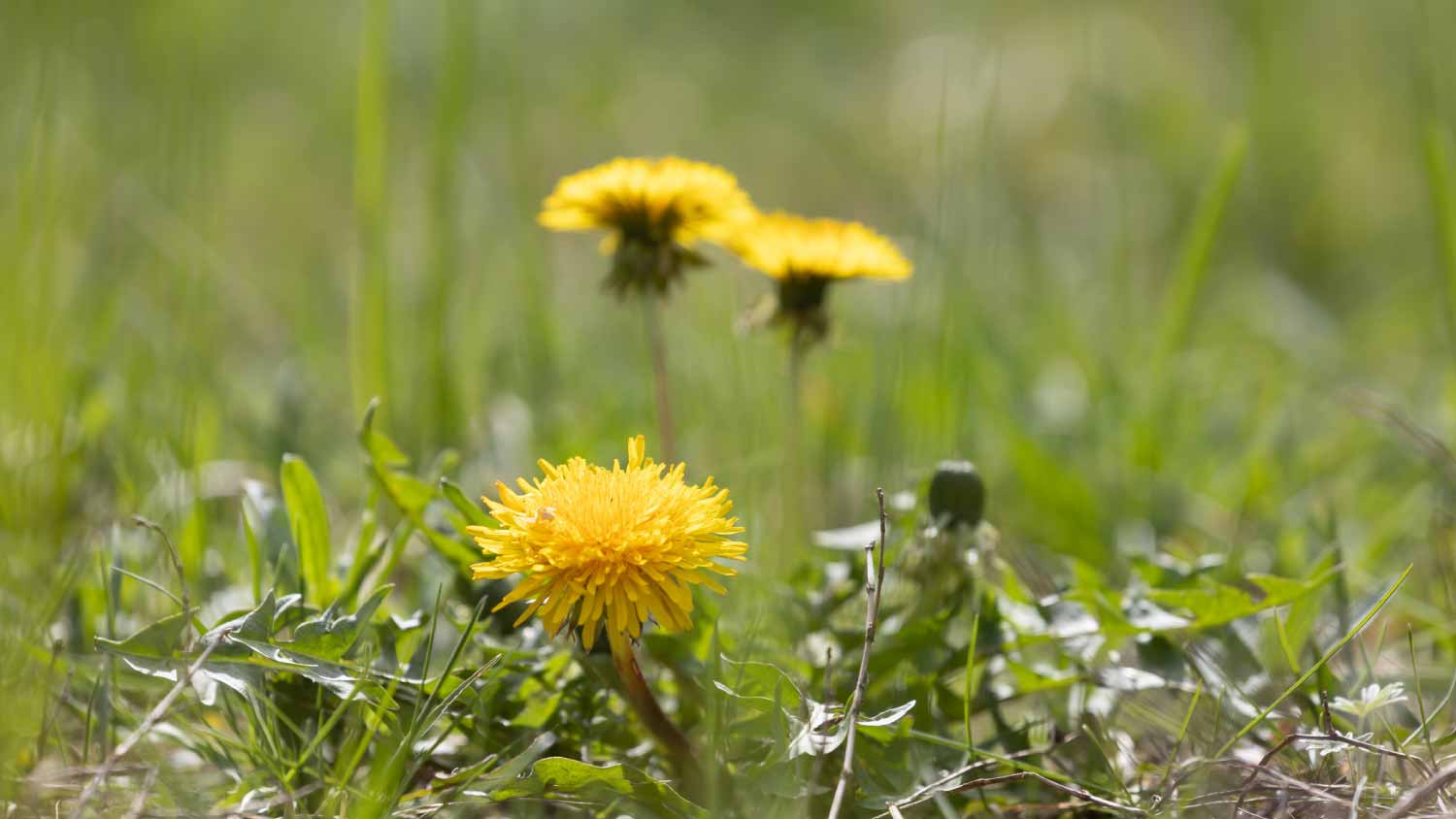 Yellow dandelion blossoms 