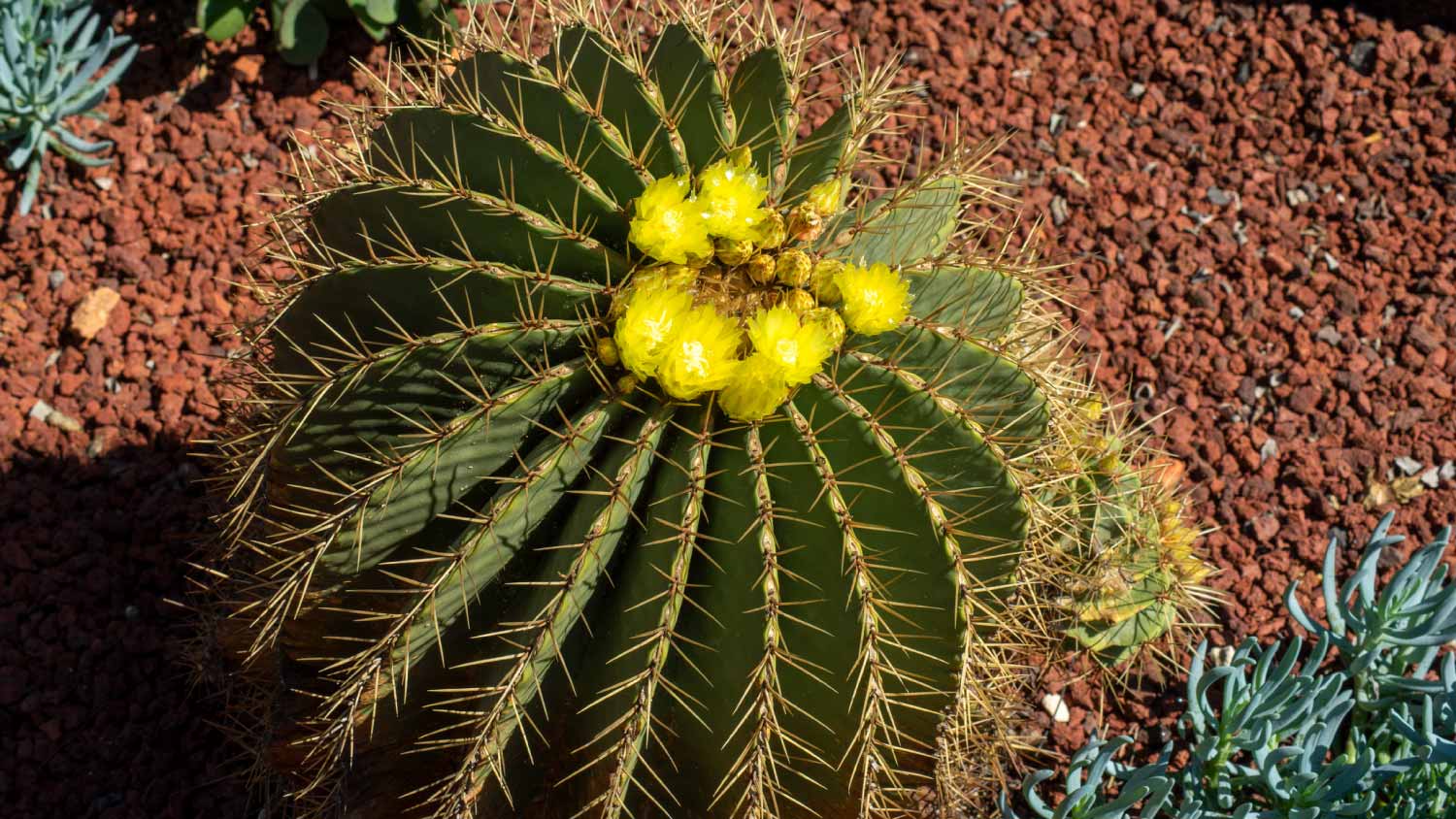 Yellow flowering blue barrel cactus