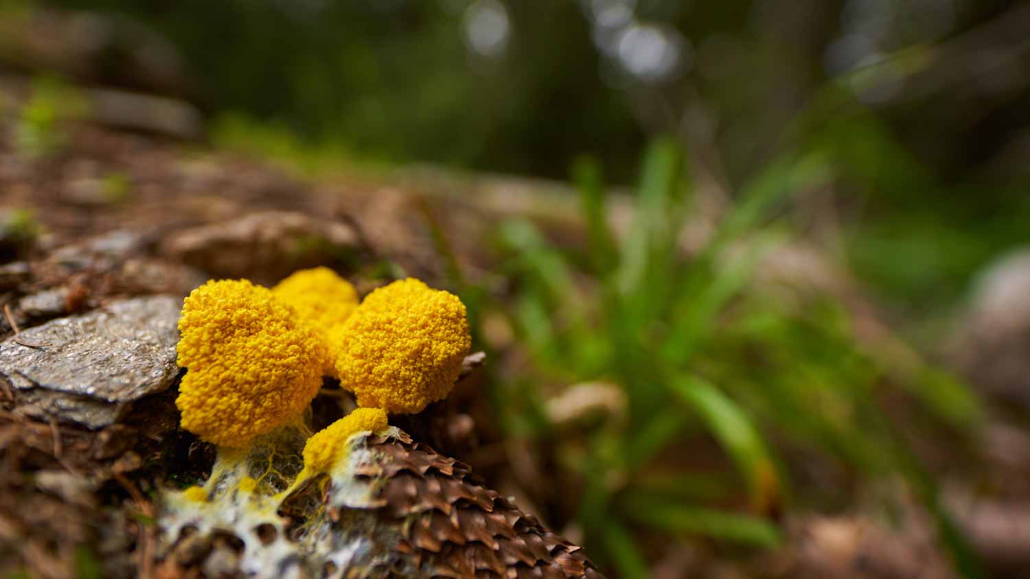 Yellow slime mold