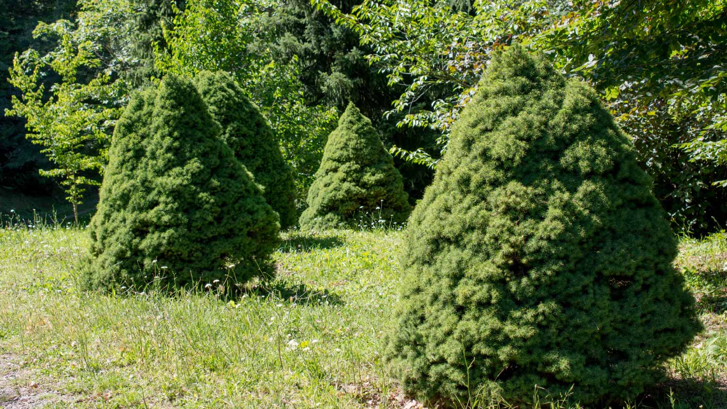 Young tree plants in the nature