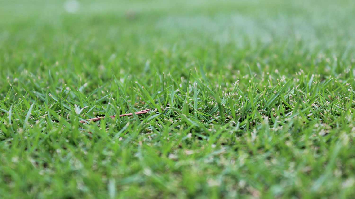 Zoysia grass background