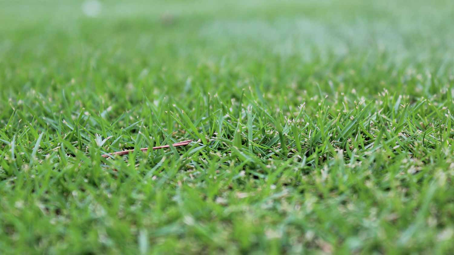  Zoysia grass background