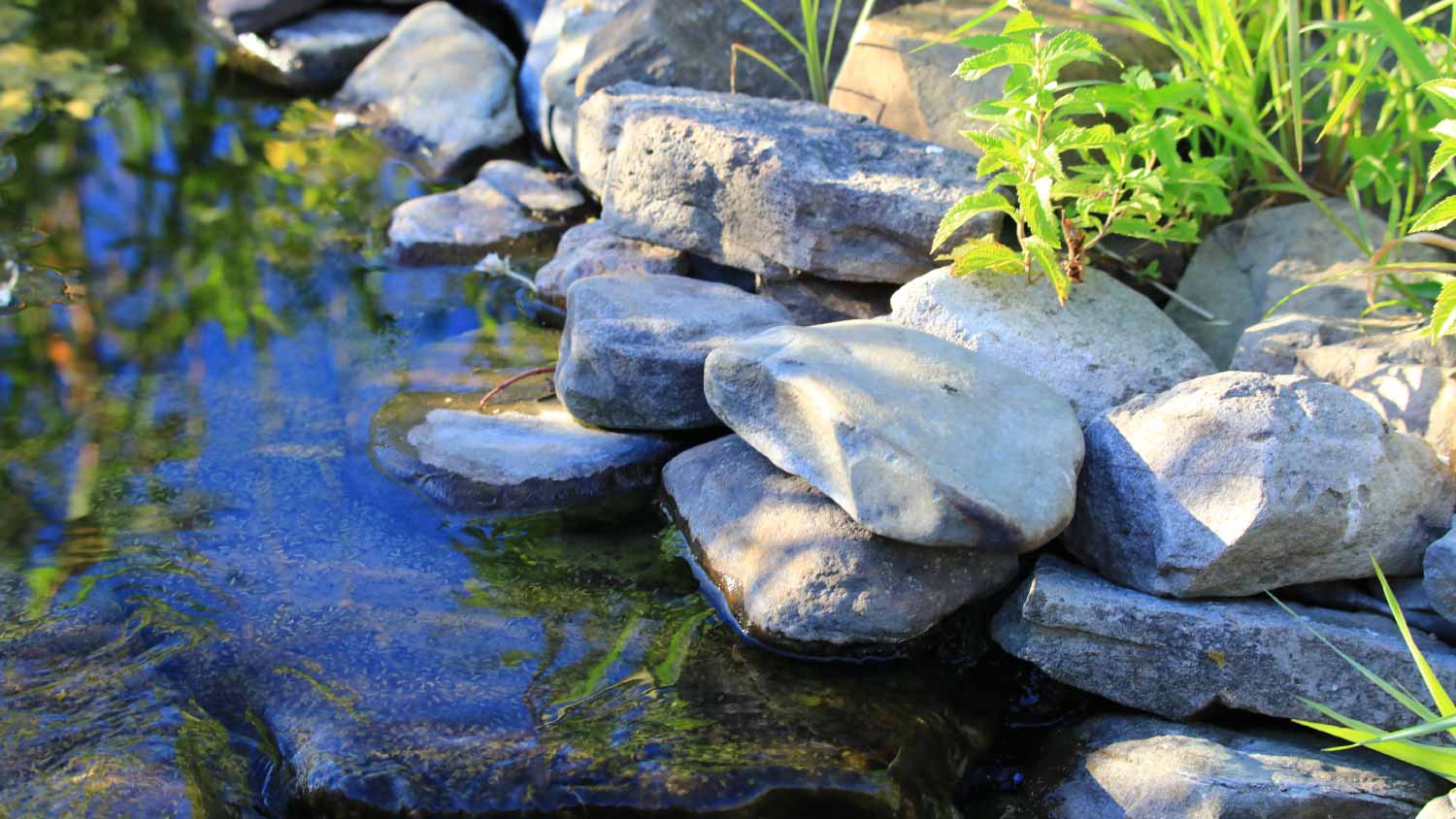 Backyard pond with landscape