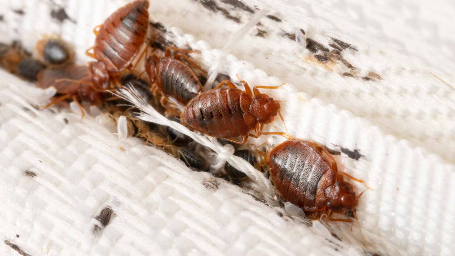 Bed bugs colony on the mattress