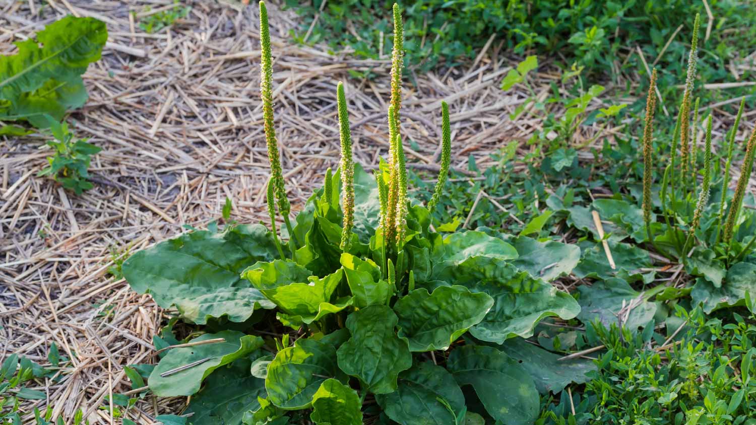Bush of broadleaf plantain