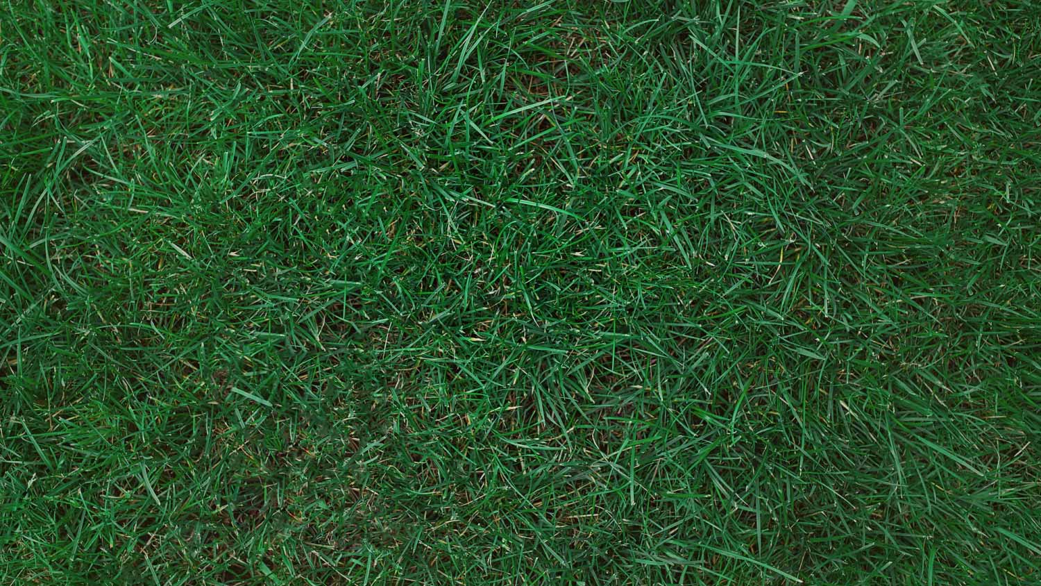 Close up Kentucky bluegrass