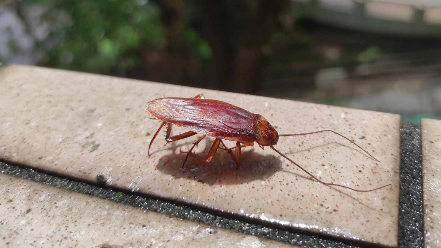 Close up american cockroach