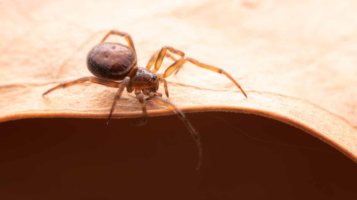 Close-up of spider on leaf