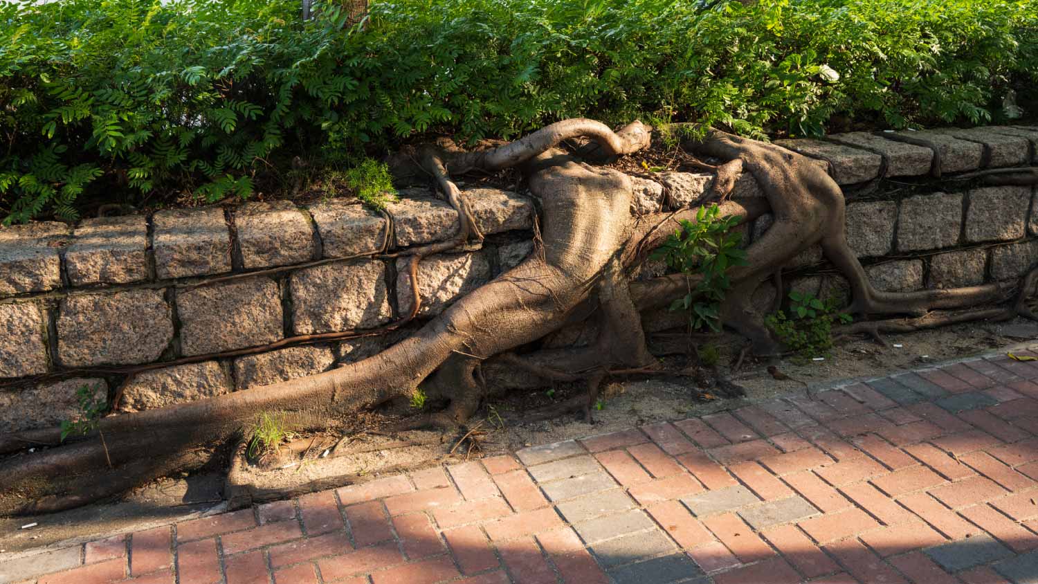 Close-up of tree roots