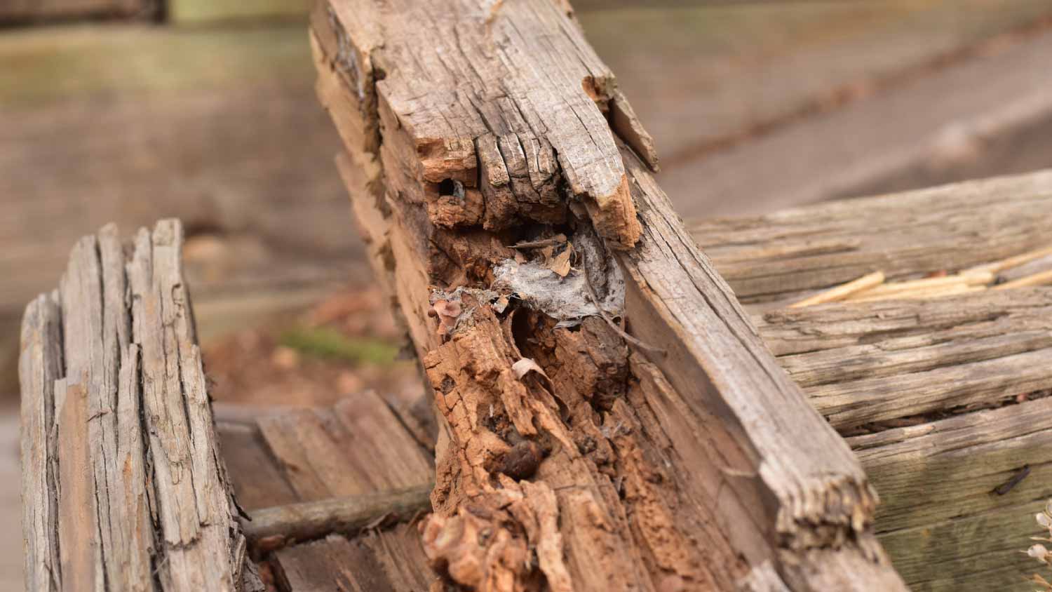White rot on an old wooden post.
